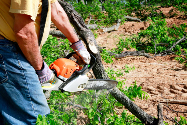 Best Emergency Tree Service  in Rancho Mission Viejo, CA